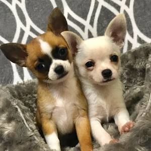 Meet your Posher, Shelley